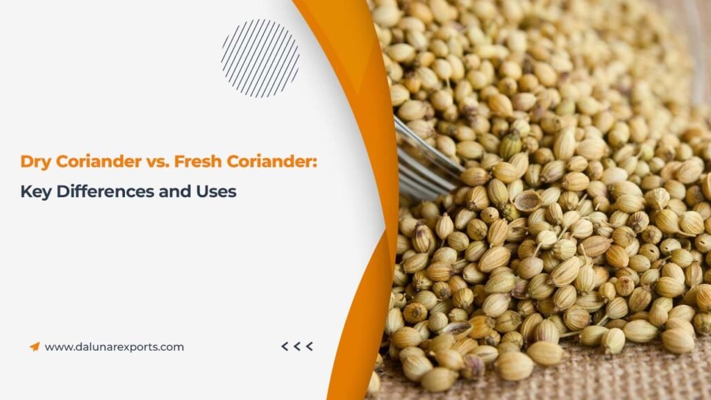 Dry Coriander vs. Fresh Coriander